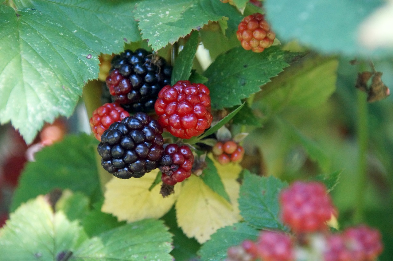 blackberry fruit delicious free photo