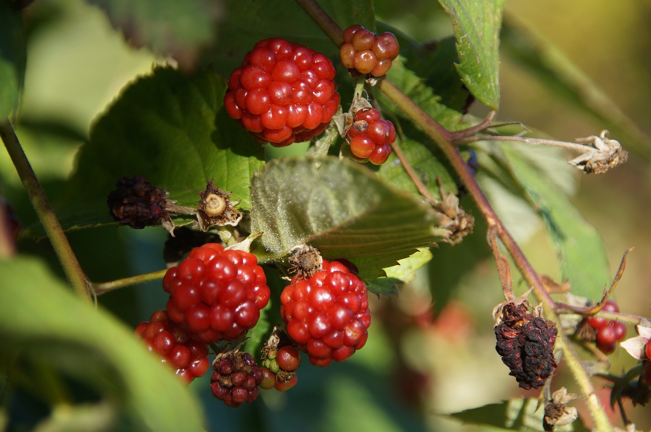 blackberry fruit delicious free photo