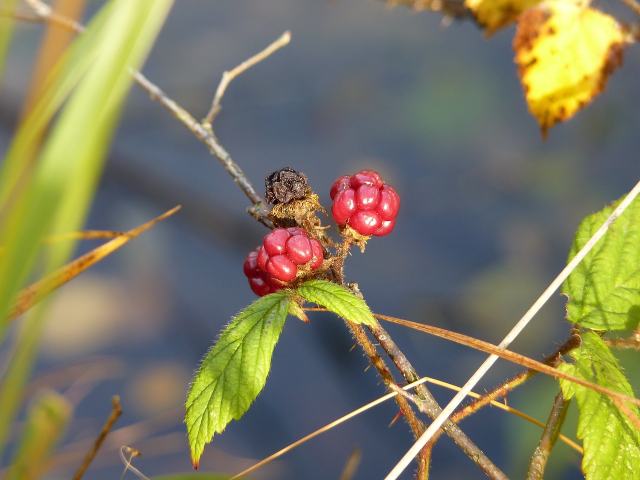 Blackberry,red,spur,berries,immature - free image from needpix.com