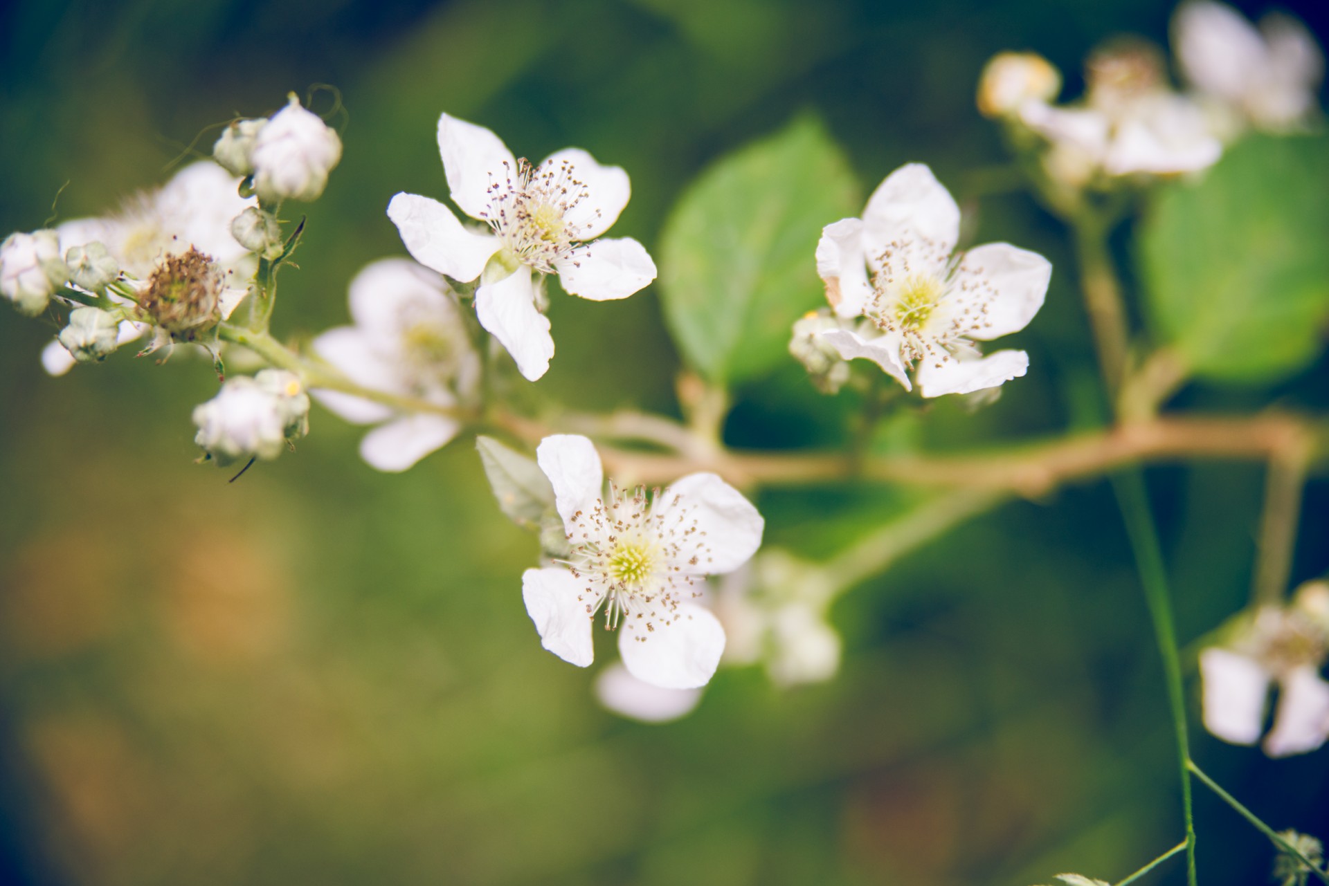 blackberry blossoms flowers free photo