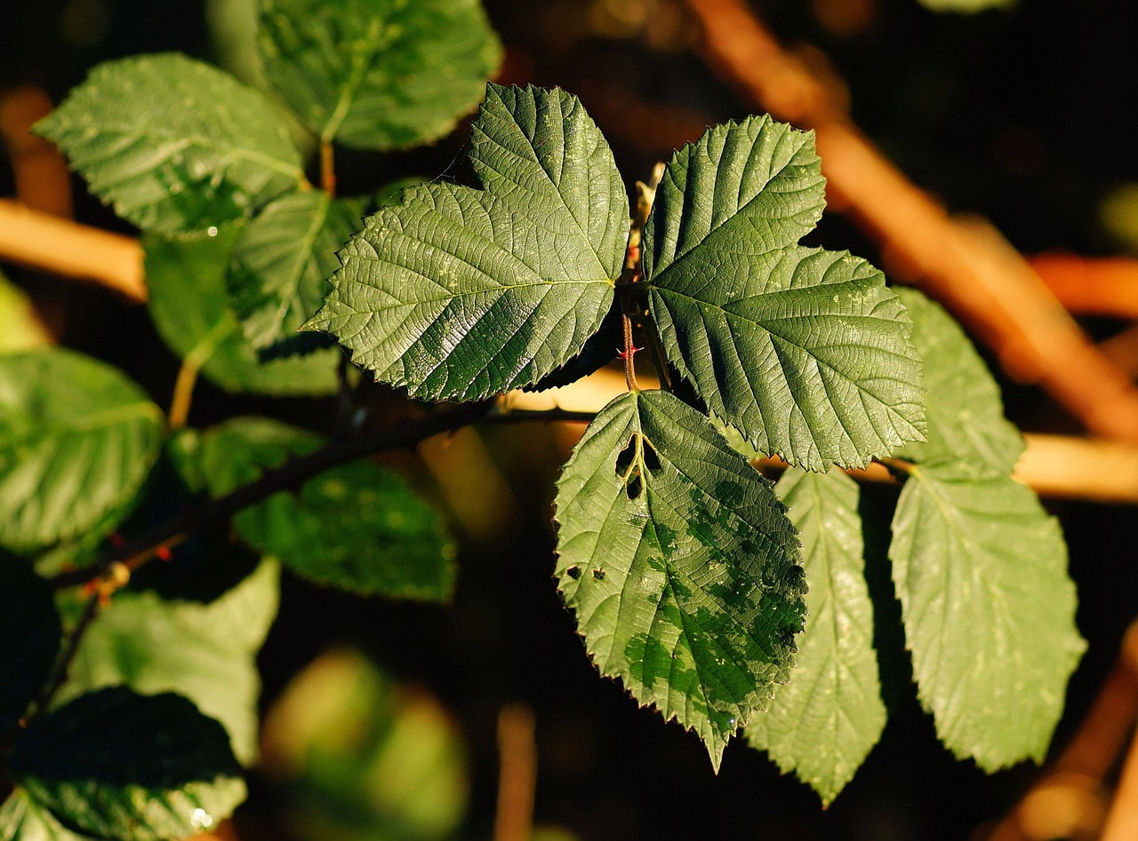 blackberry bush late autumn spiny free photo