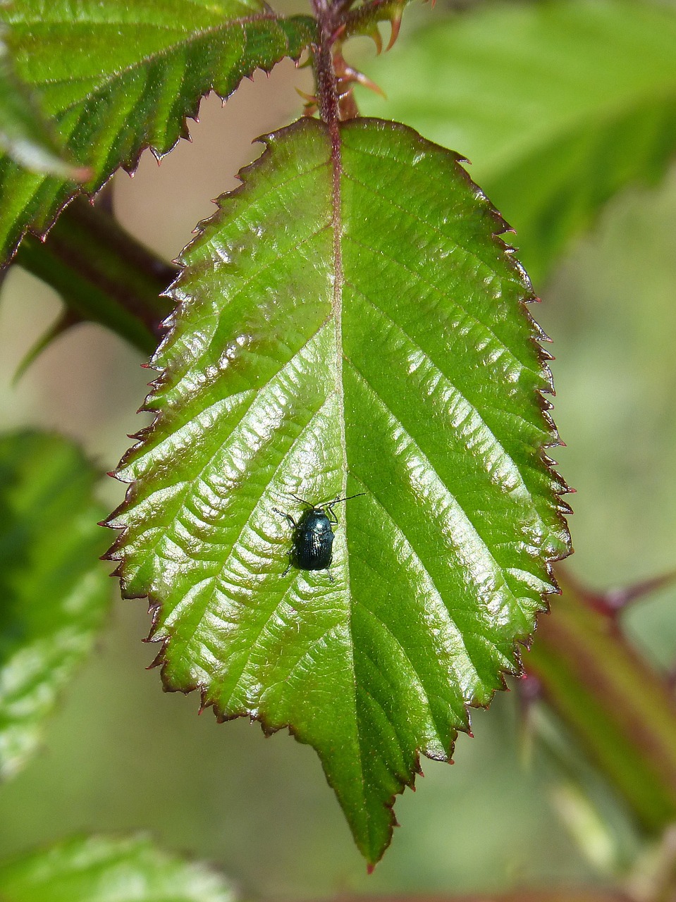 blackberry leaf green beetle tiny free photo