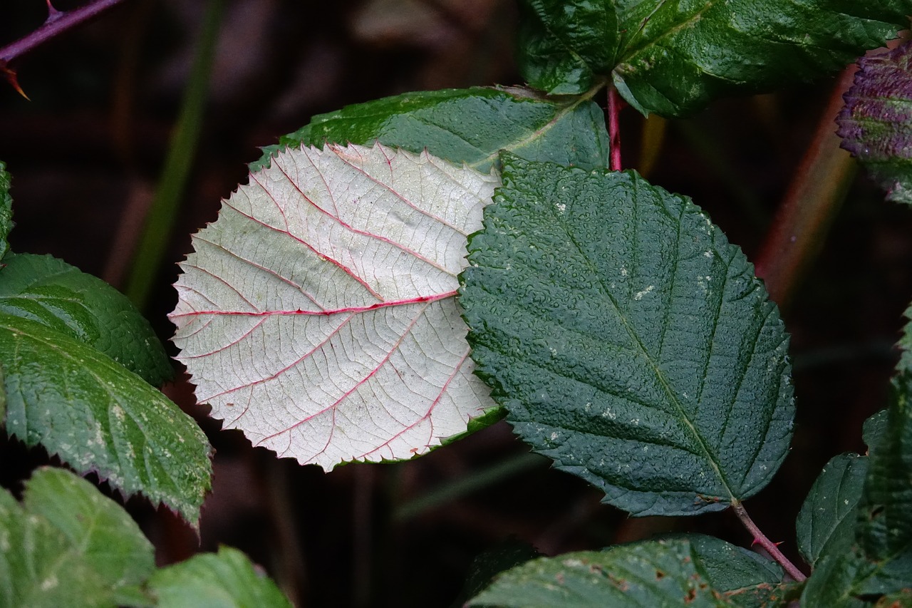 blackberry leaves leaves blackberries free photo