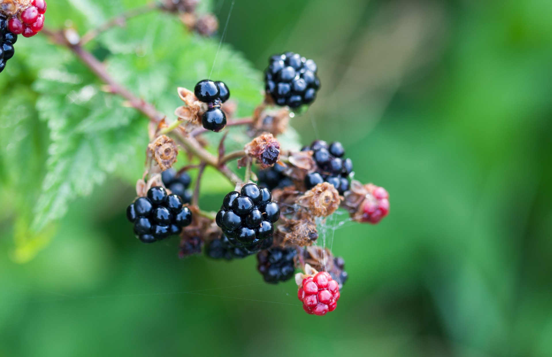 blackberry blackberries bush free photo