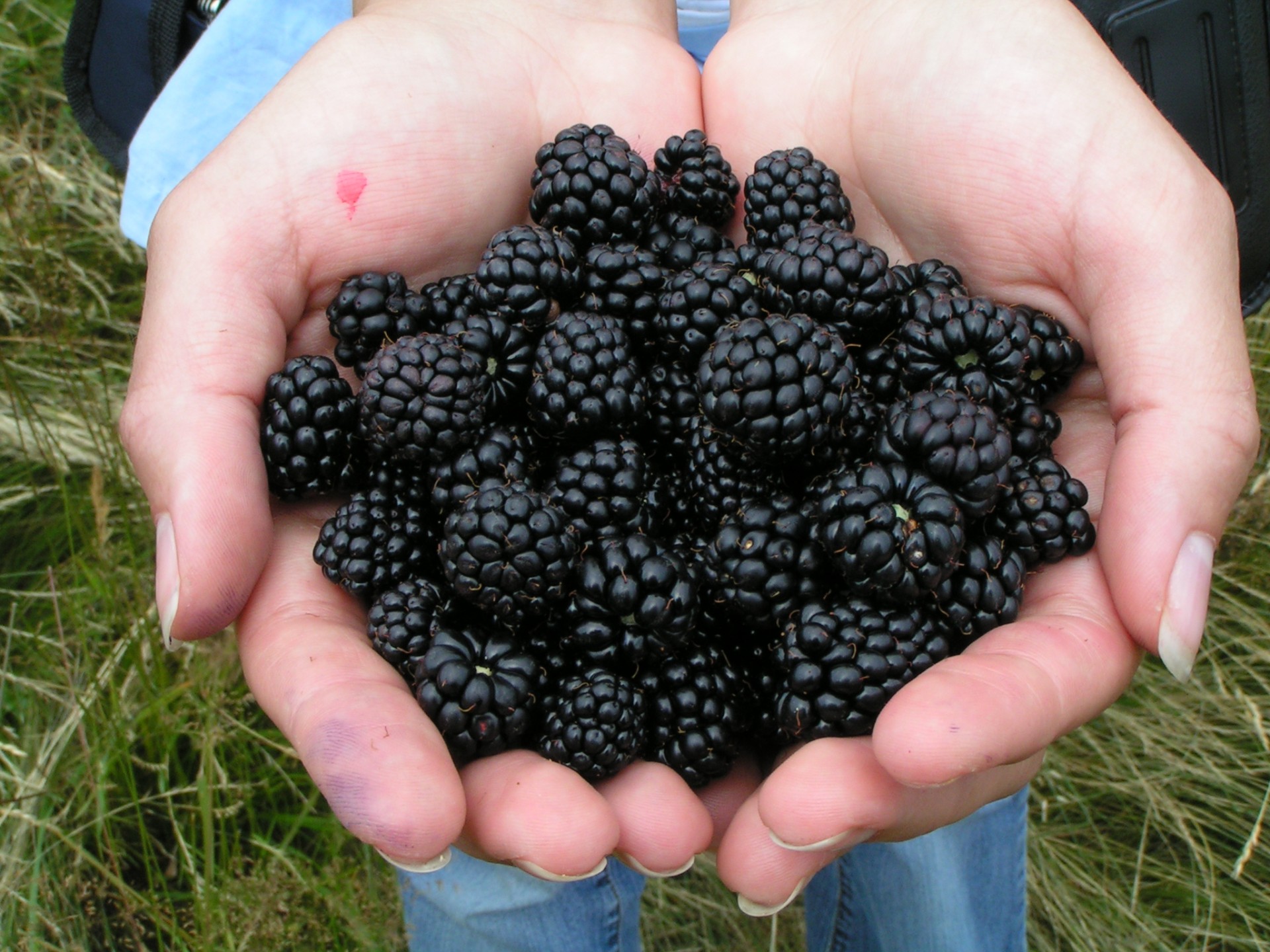 blackberry berry summer free photo