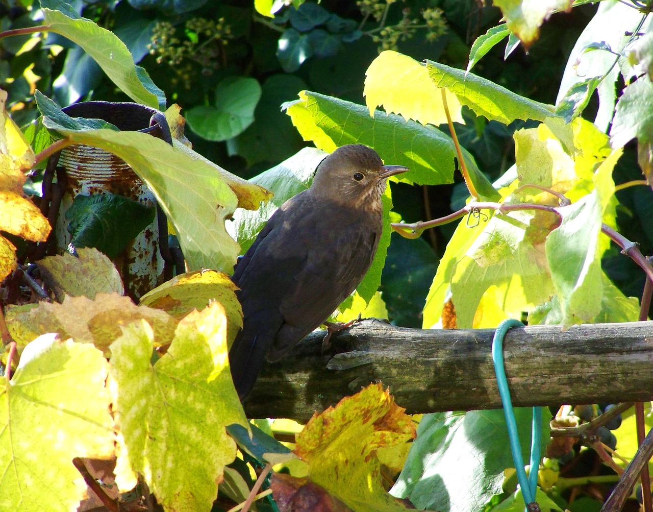 blackbird female bird free photo