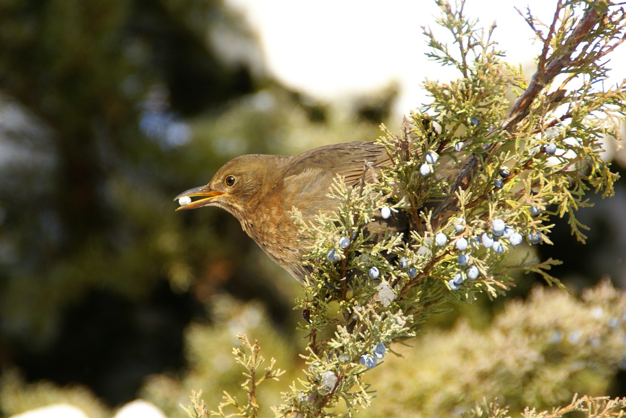 blackbird winter bird free photo