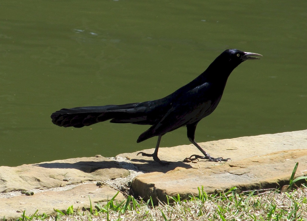 blackbird raven crow free photo