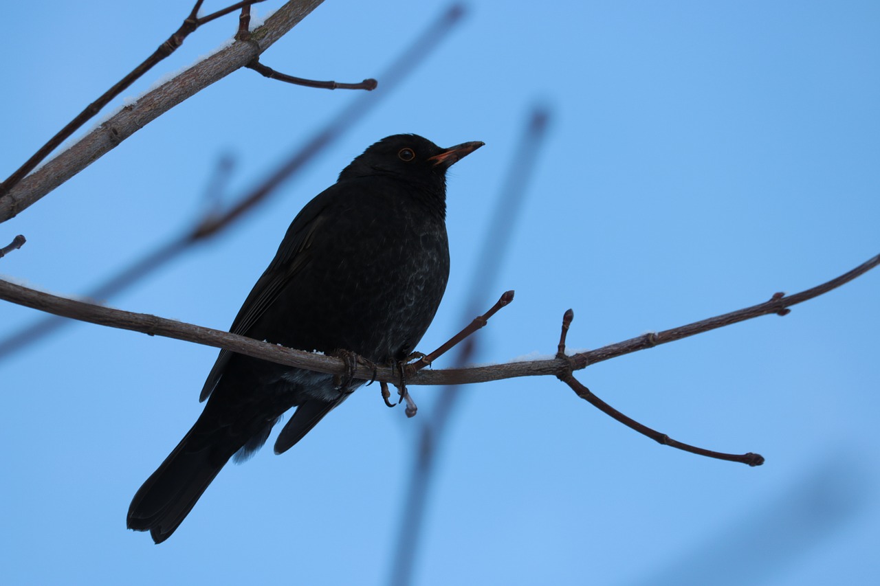 blackbird male branch free photo