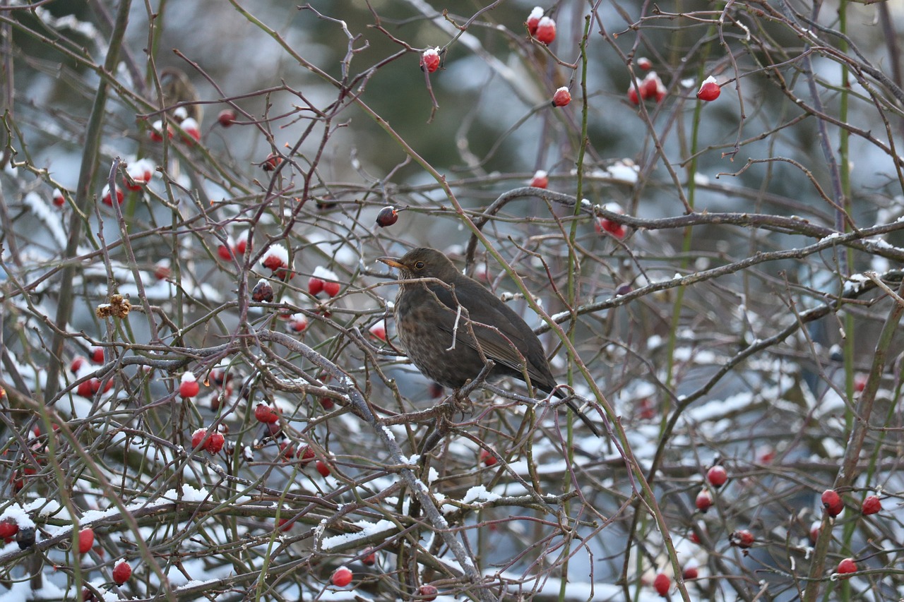 blackbird female rose hip free photo