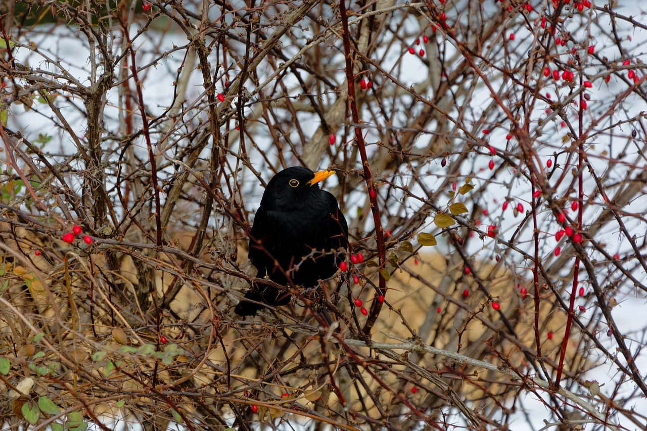 blackbird bird hedge free photo