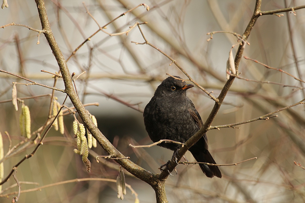 blackbird bird branch free photo