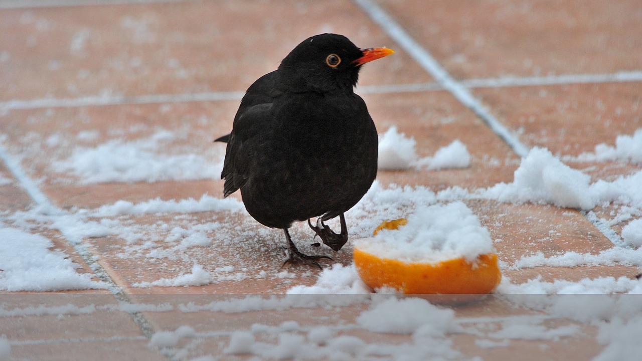 blackbird bird songbird free photo