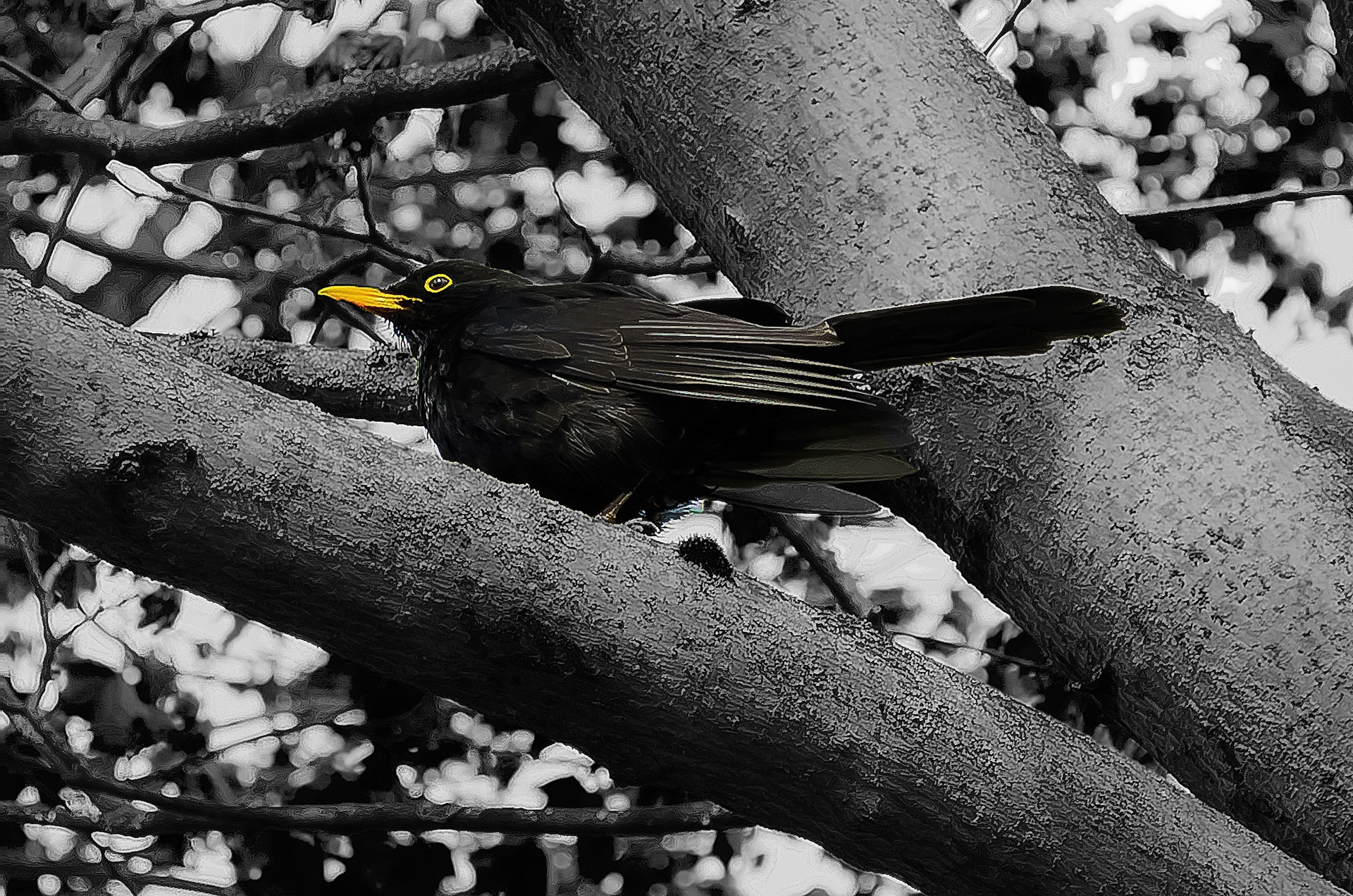 blackbird black bird free photo