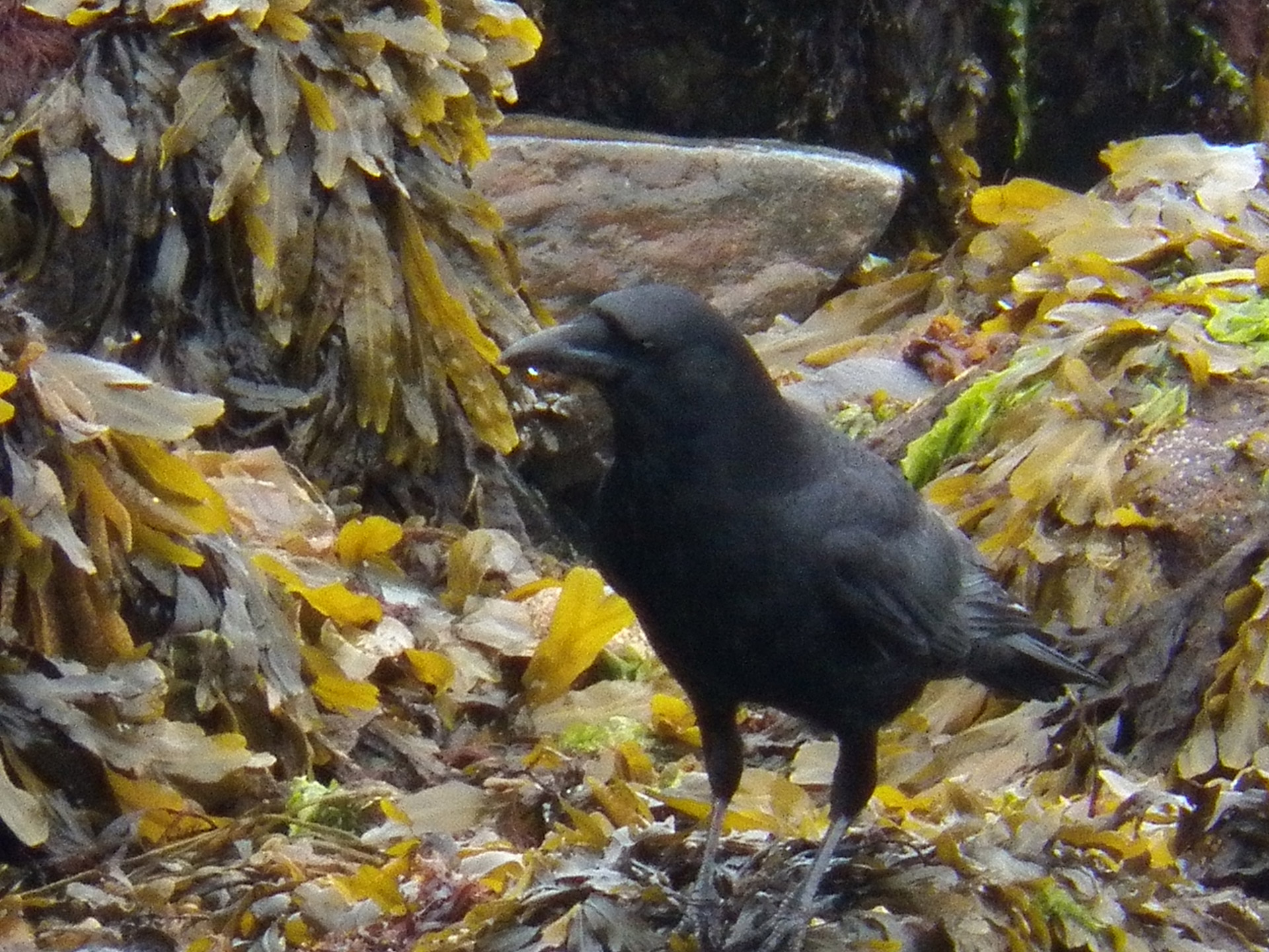 blackbird crow crows free photo