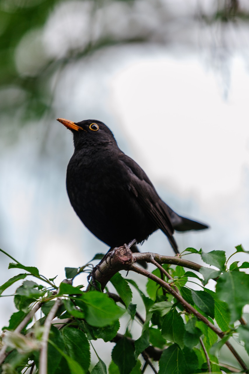 blackbird tree bird free photo