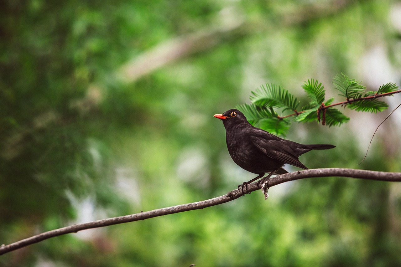 blackbird tree bird free photo