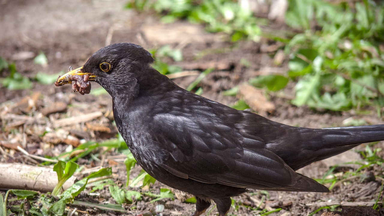 blackbird bird birds free photo