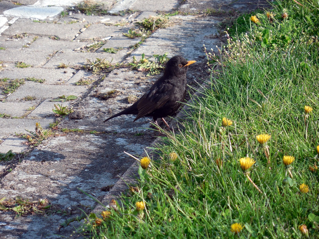 blackbird bird songbird free photo