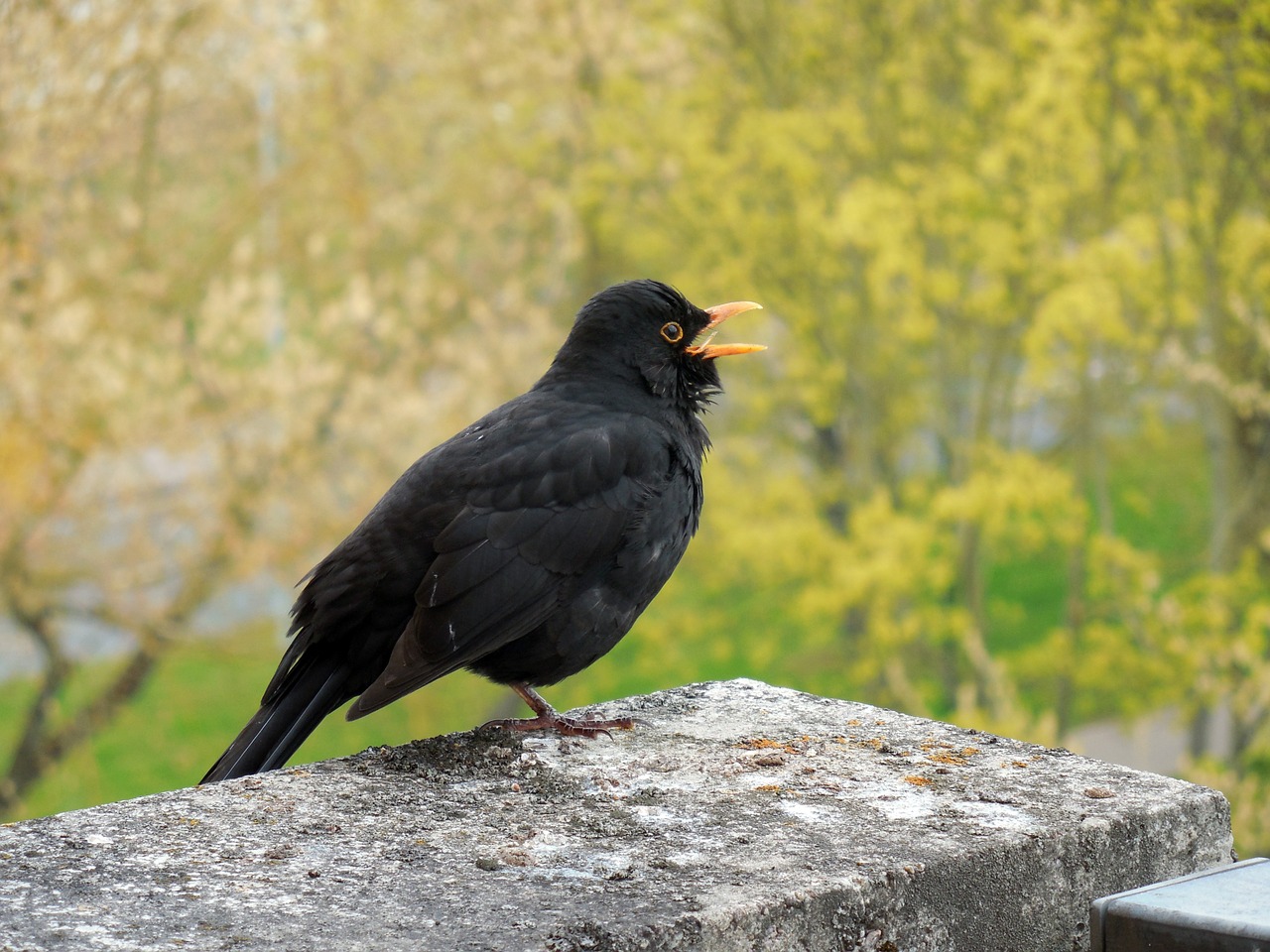 blackbird bird songbird free photo