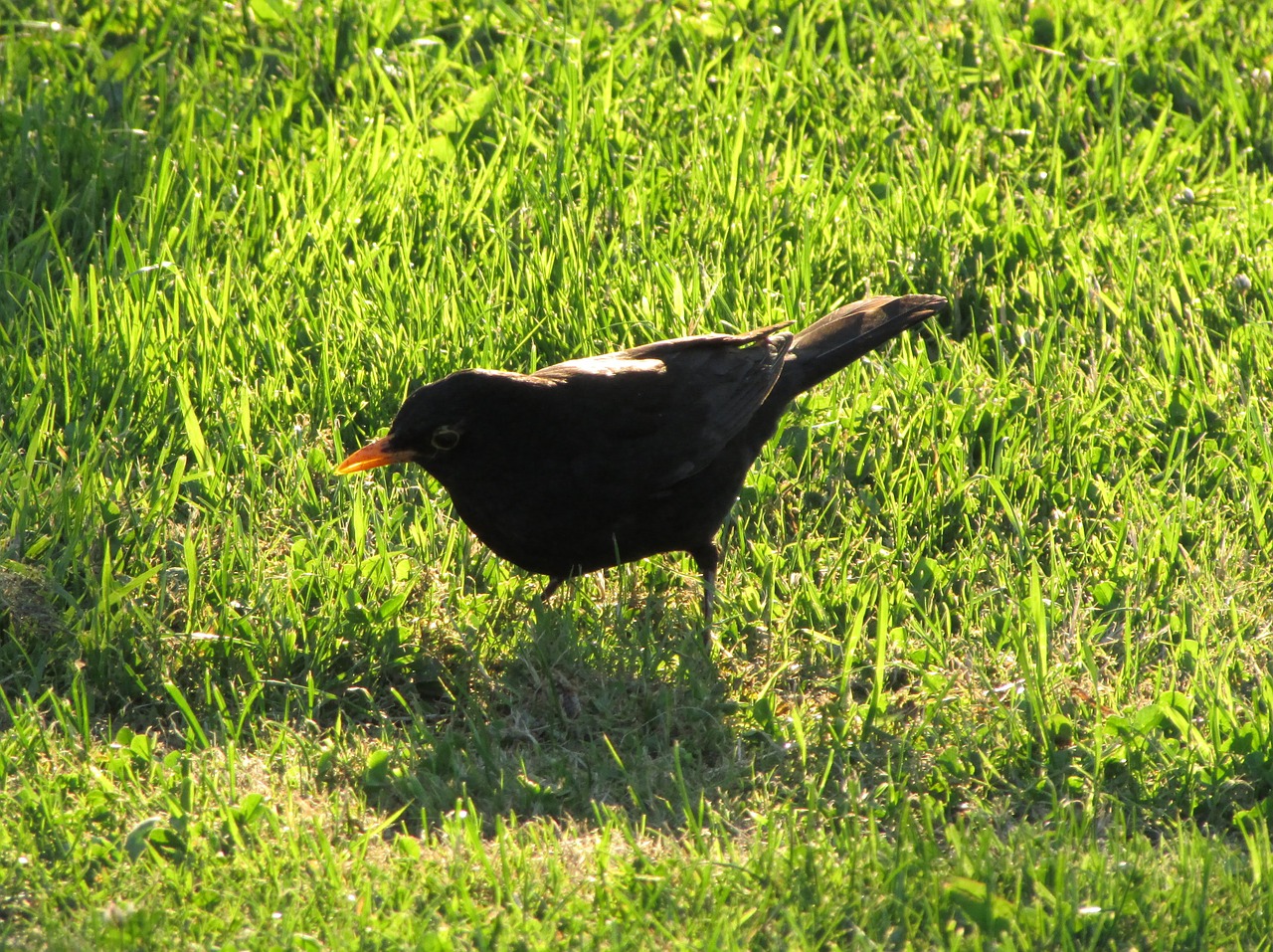 blackbird bird black bird free photo