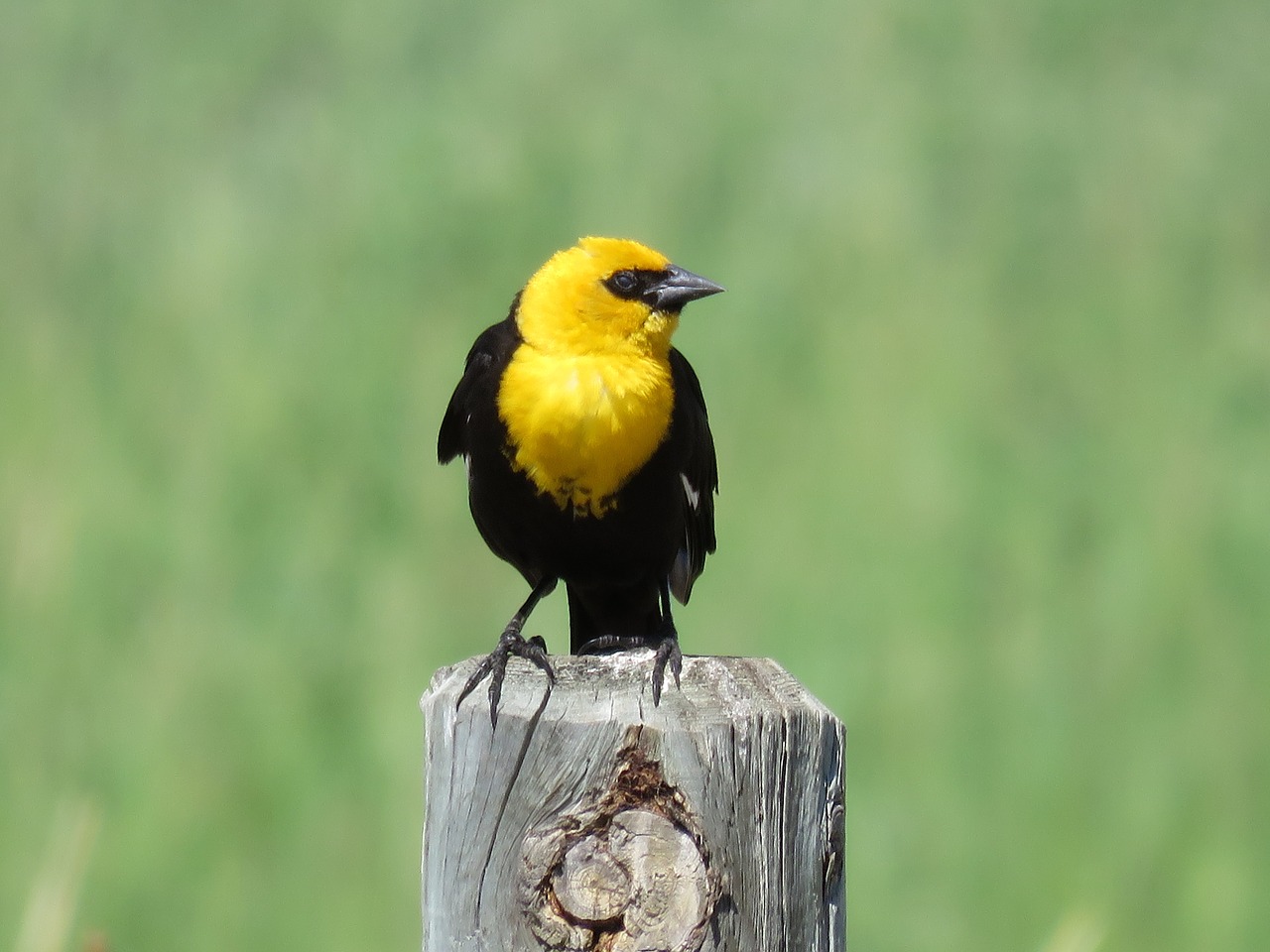 blackbird yellow headed marsh free photo