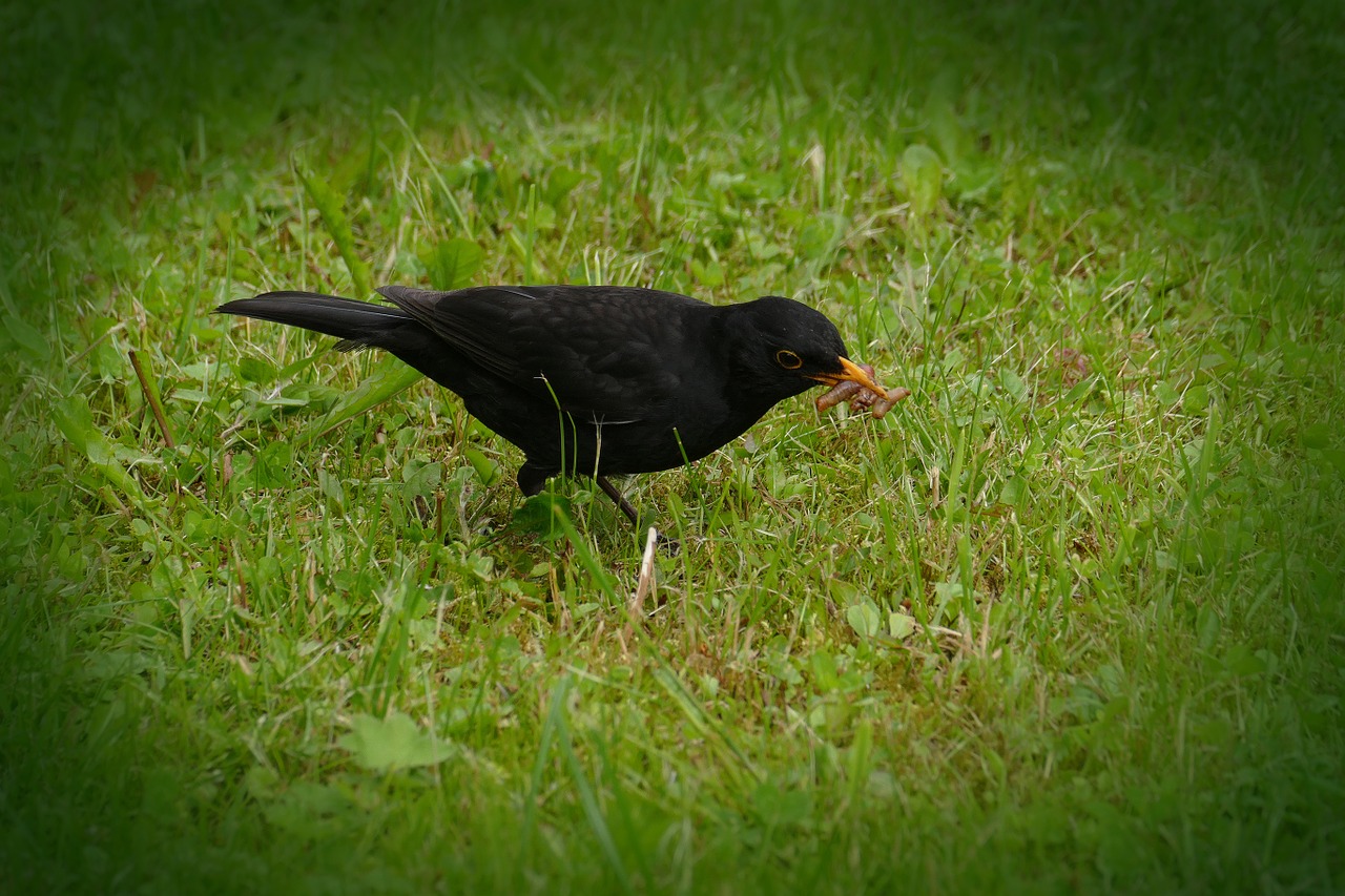 blackbird turdus merula true free photo