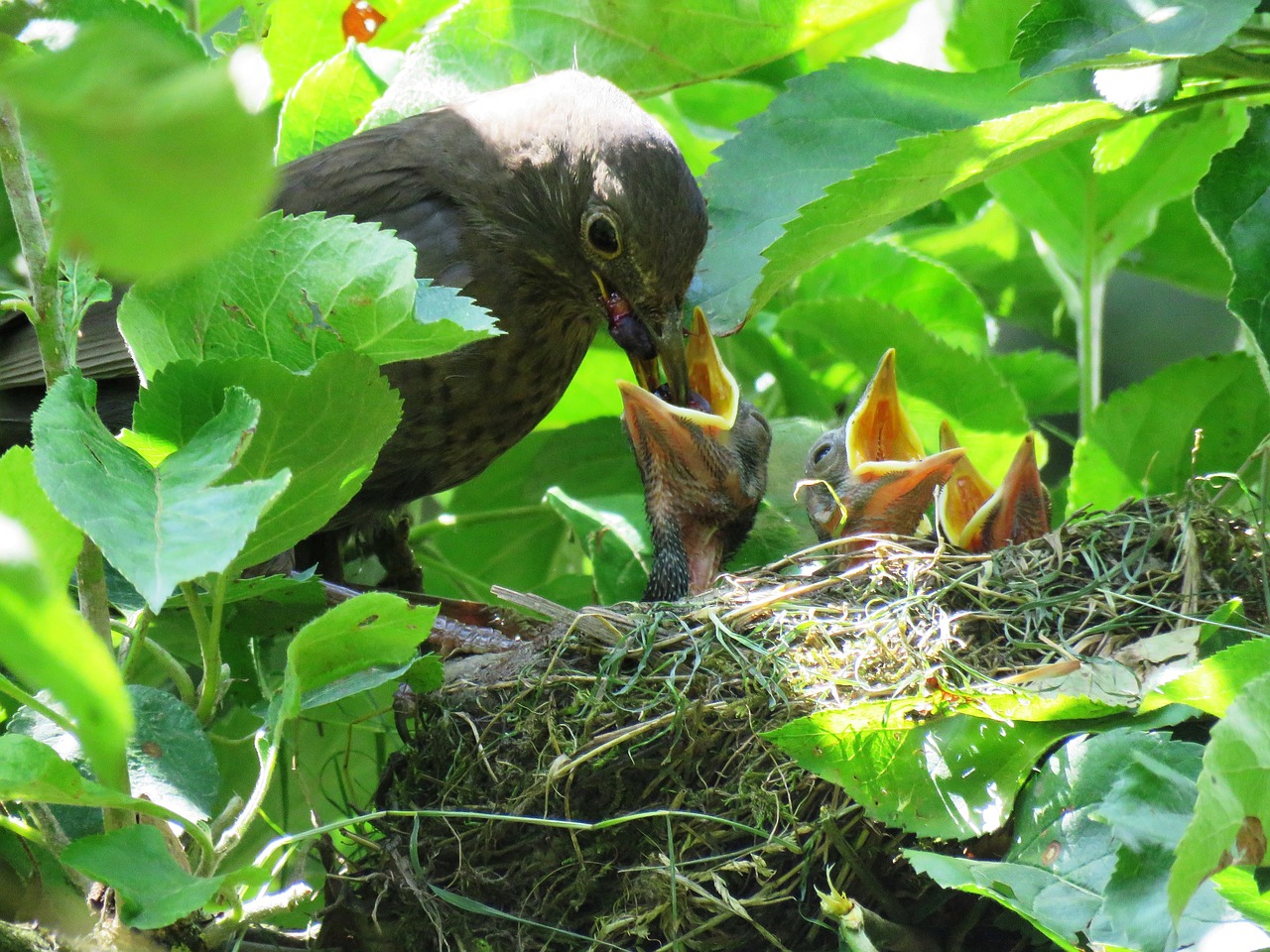 blackbird nest young birds free photo