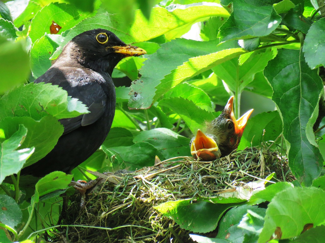 blackbird nest bird's nest free photo