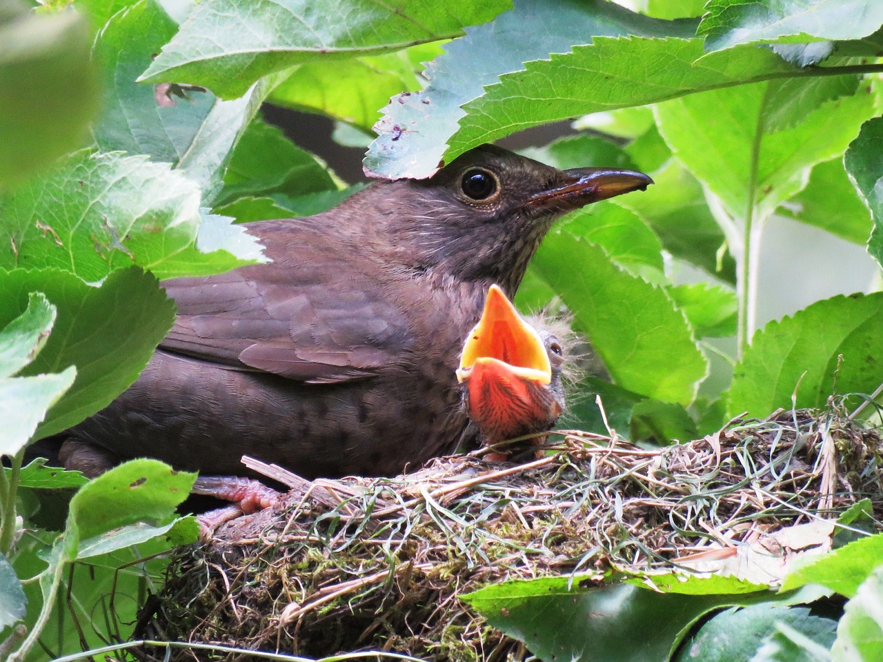 blackbird nest young free photo
