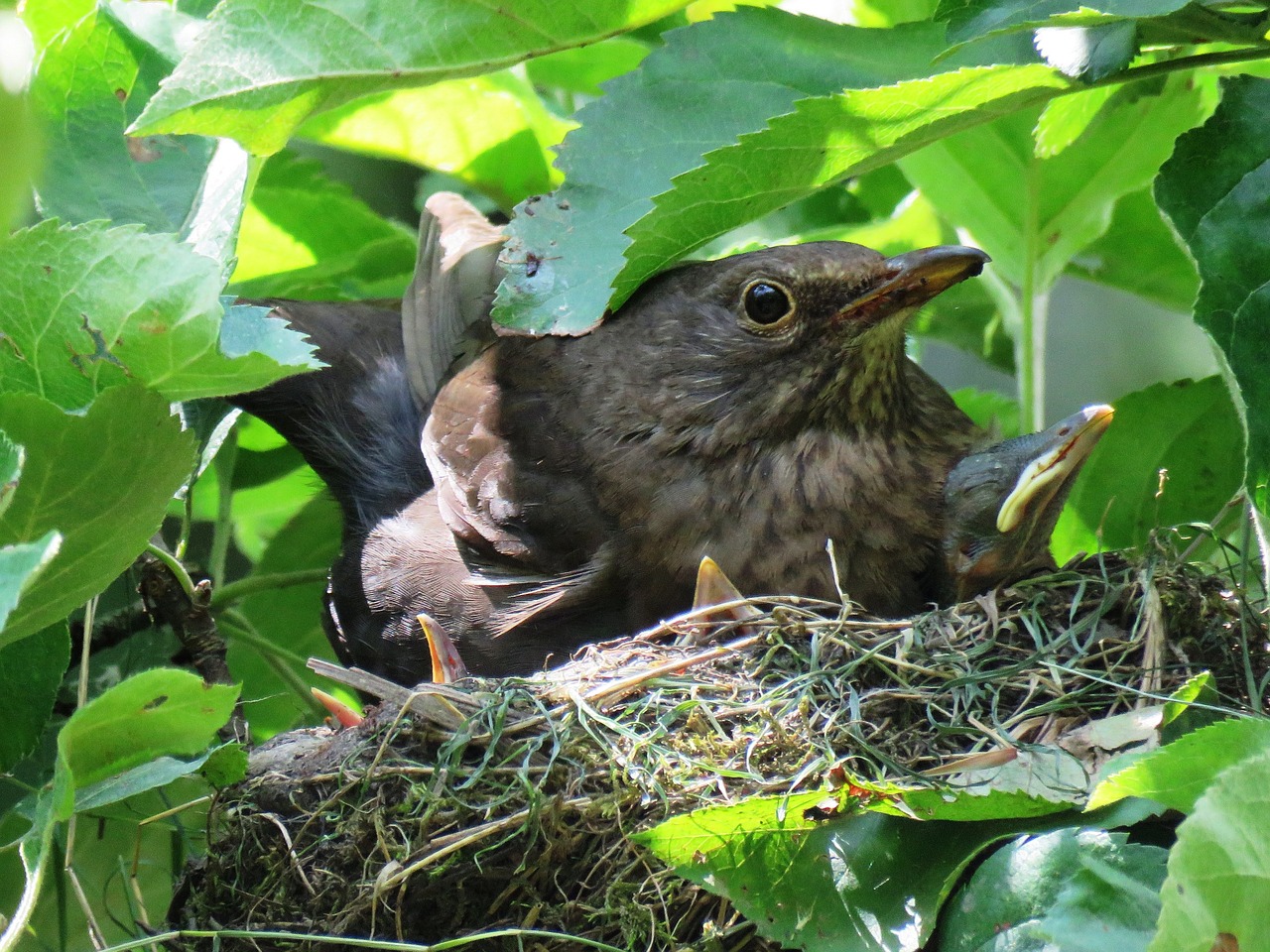 blackbird nest blackbird nest free photo