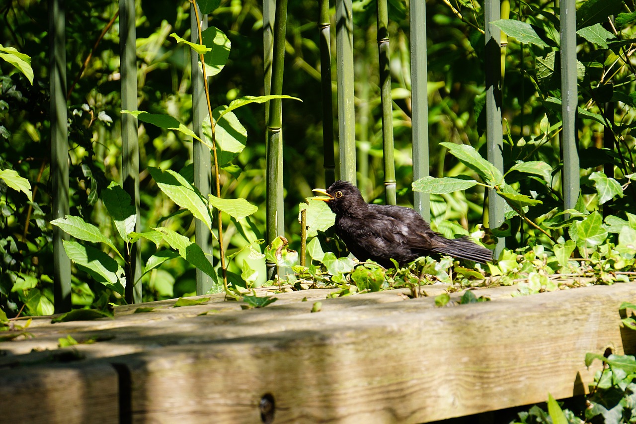 blackbird tree branch free photo