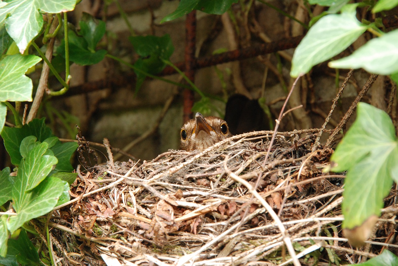 blackbird bird nest free photo