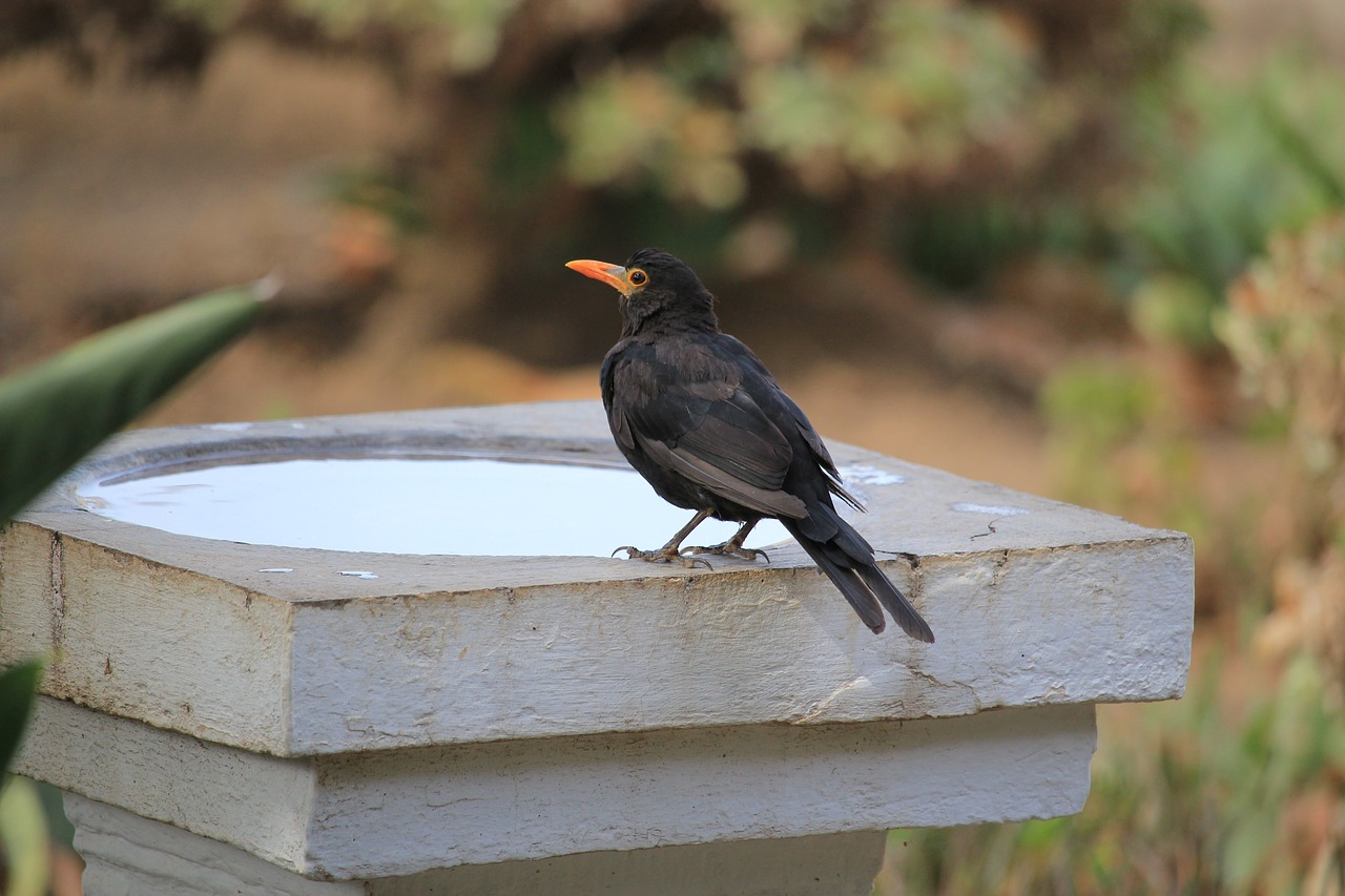 blackbird nature bird free photo