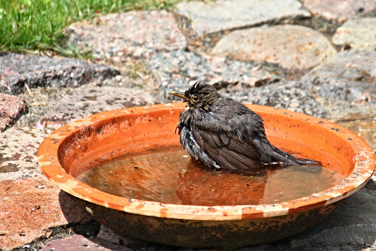 blackbird songbird animal free photo