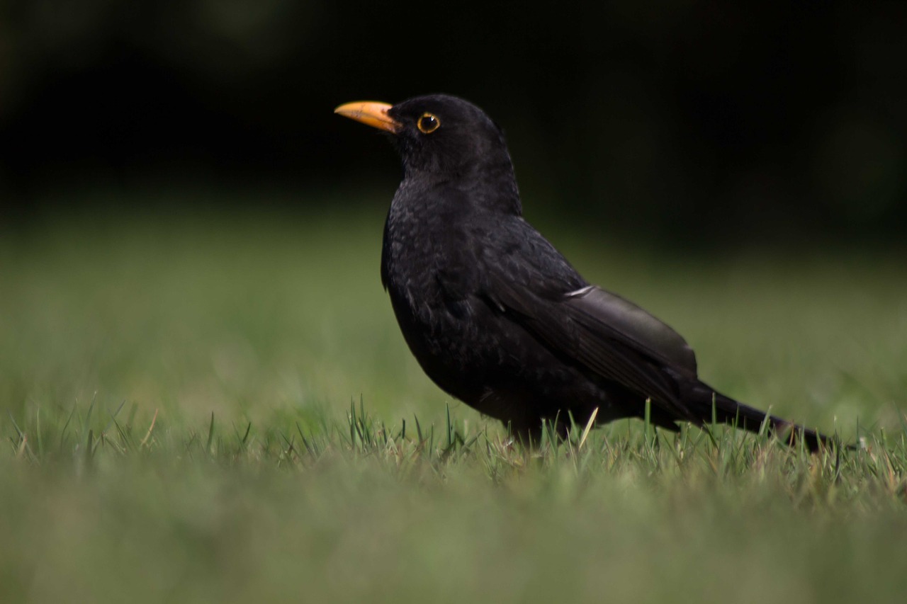 blackbird bird animal free photo