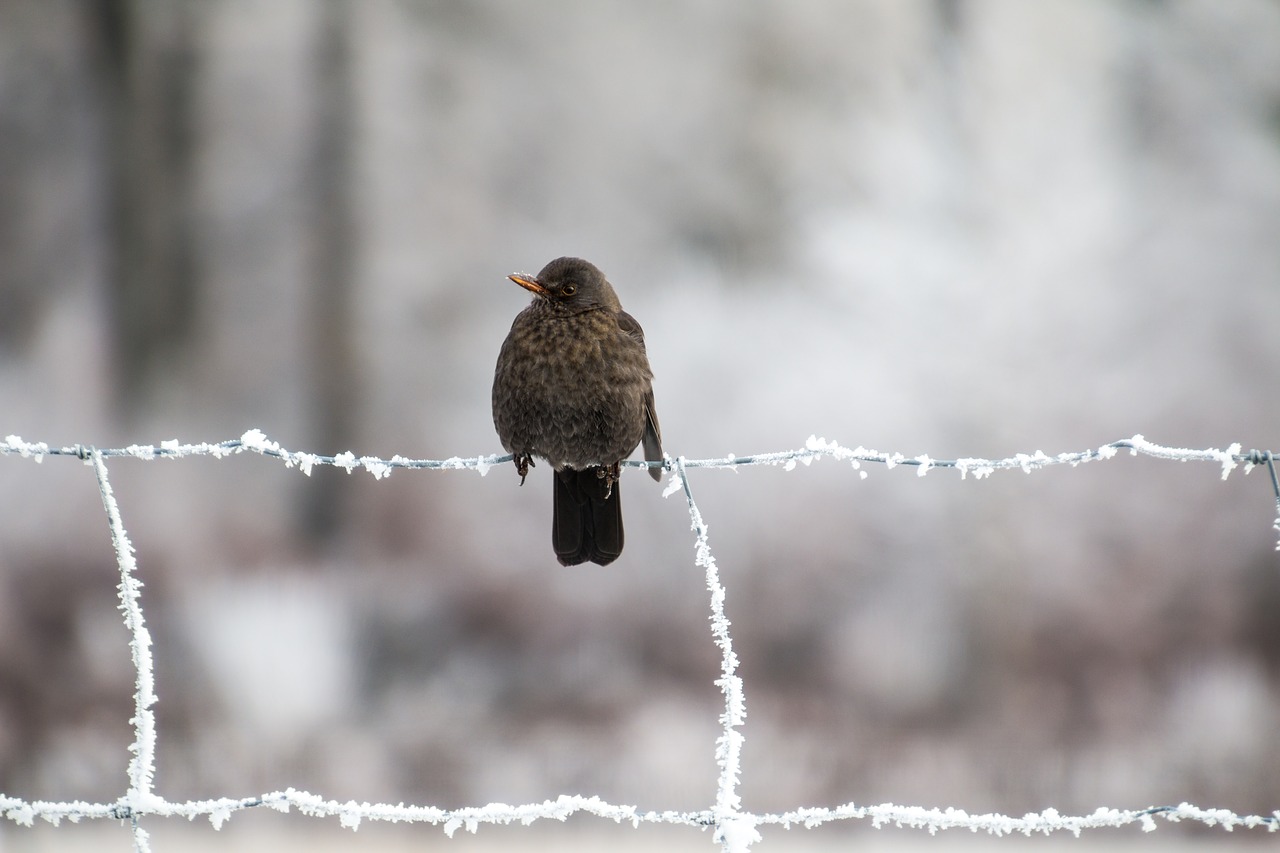 blackbird bird winter free photo