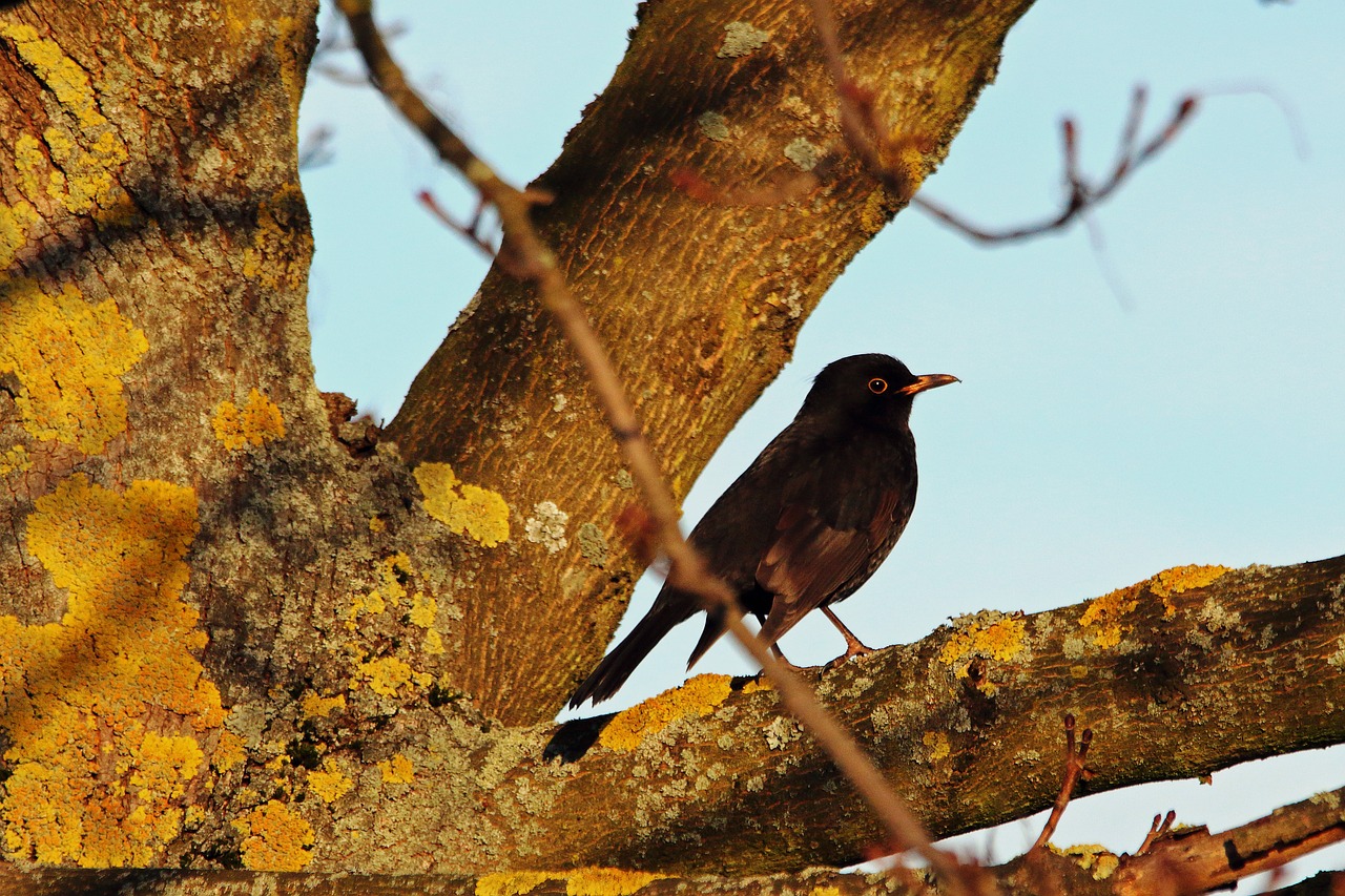 blackbird songbird bird free photo