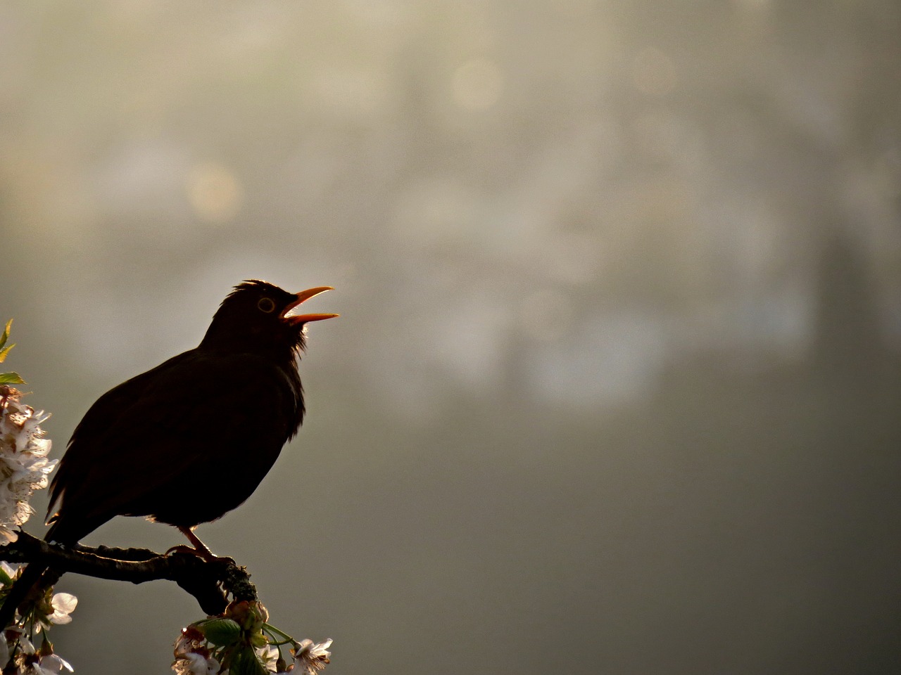 blackbird bird singing free photo