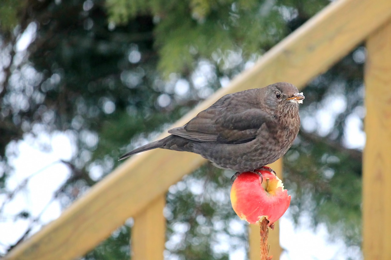 blackbird blackbird female food free photo