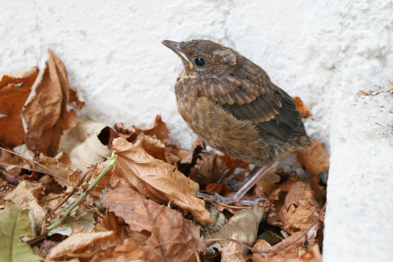 blackbird blackbird child bird free photo