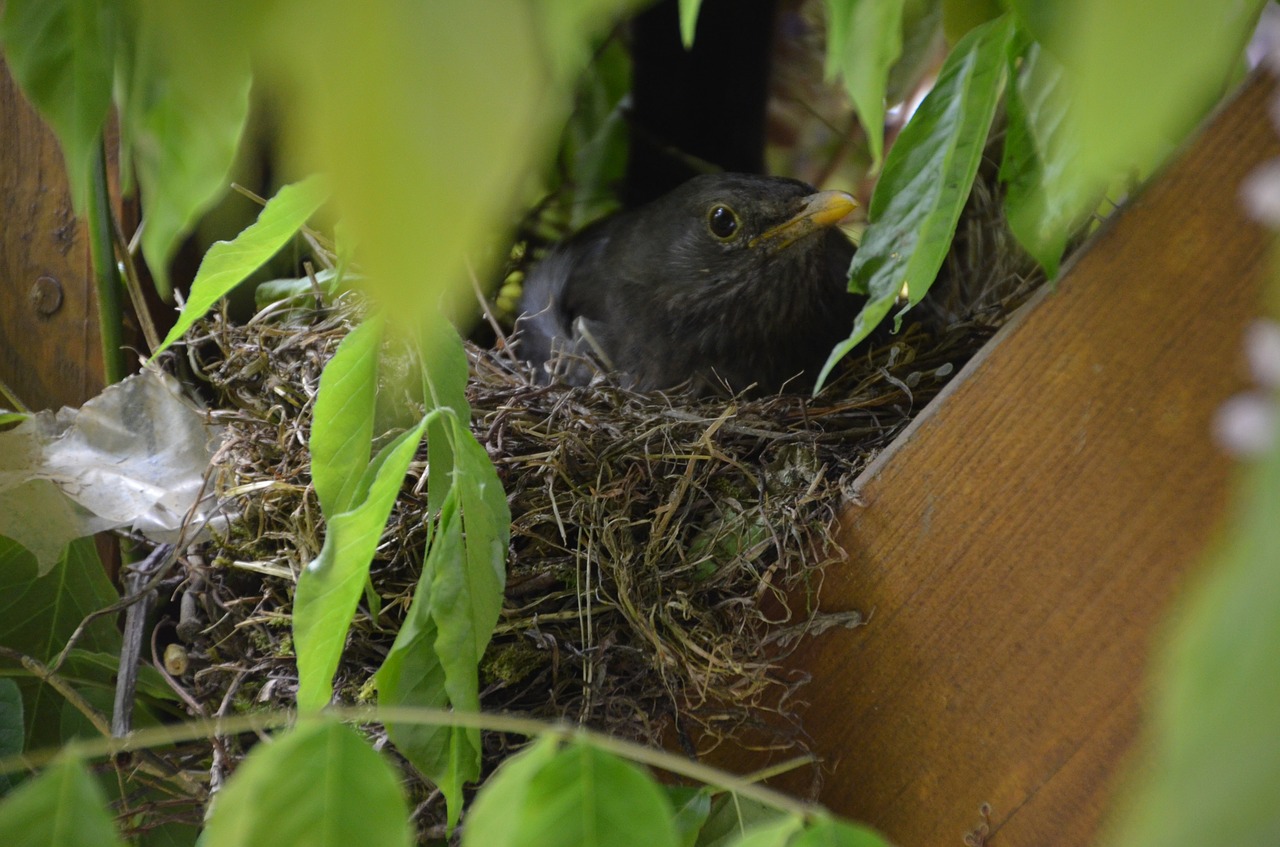 blackbird bird nest free photo