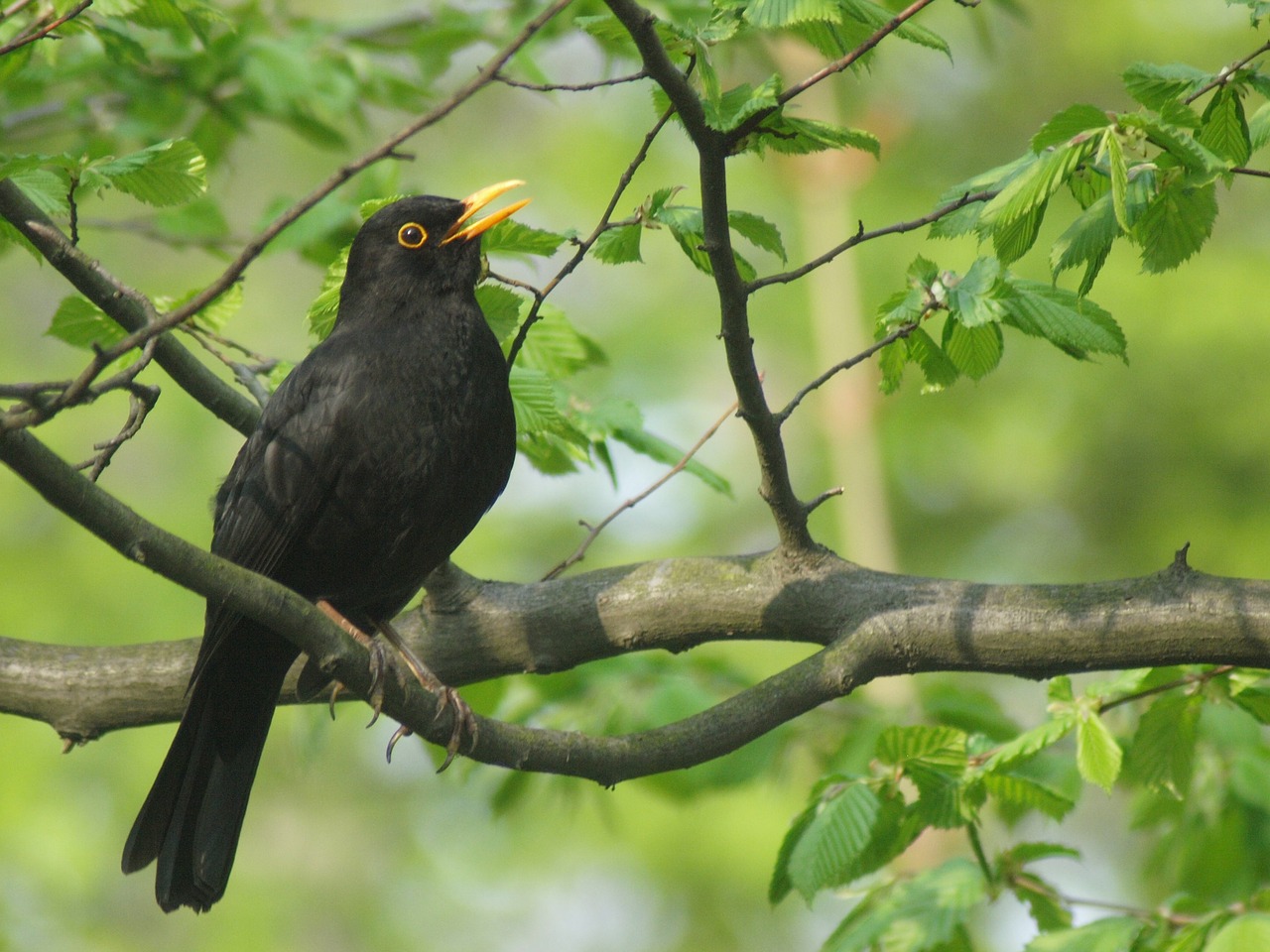 blackbird males species free photo