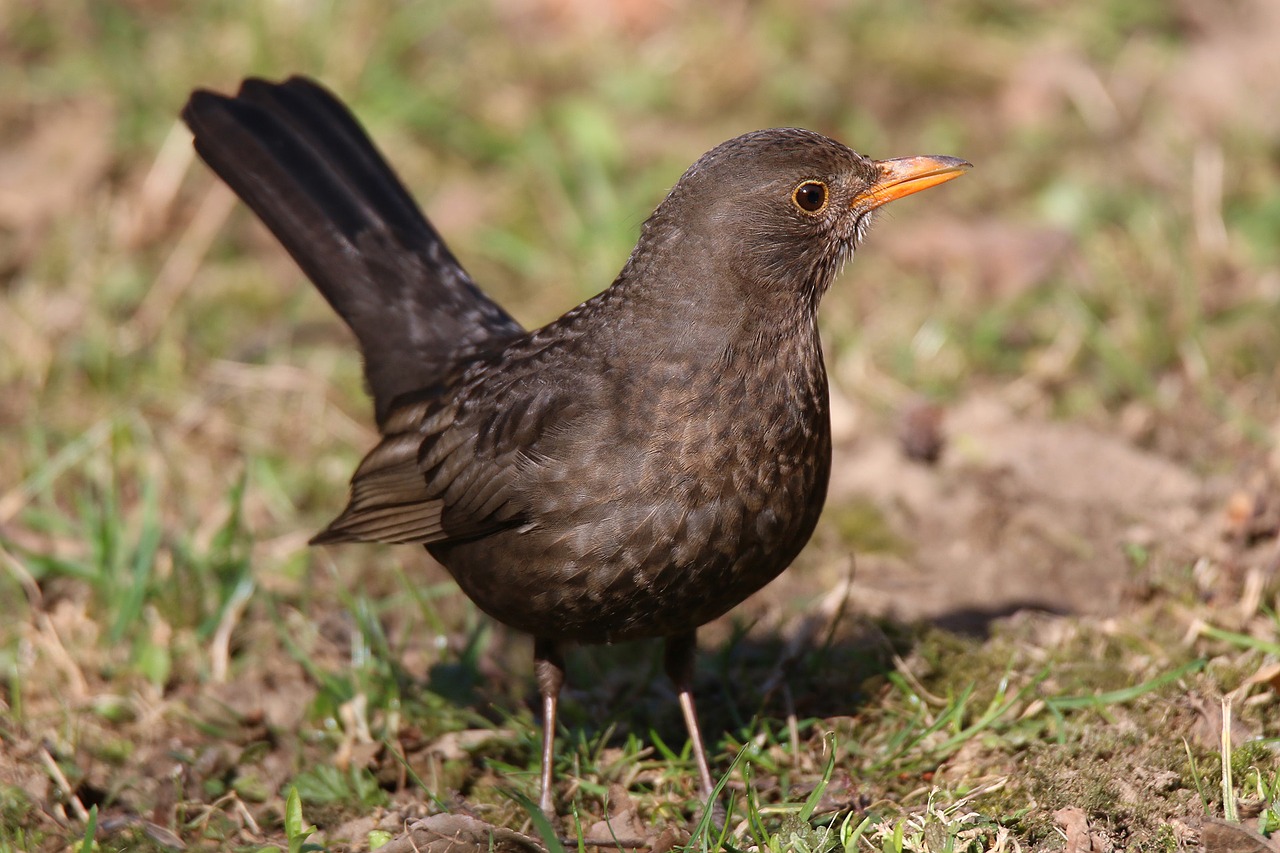 blackbird thrush black turdus free photo