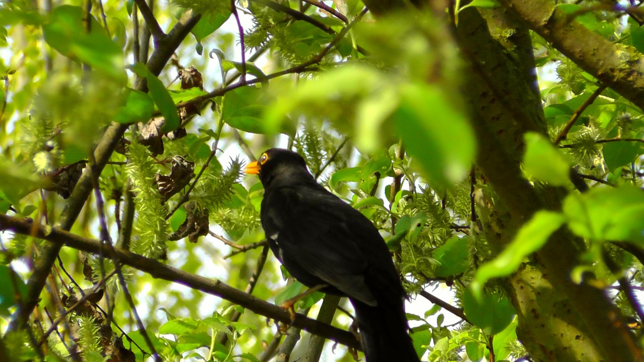 blackbird songbird nature free photo