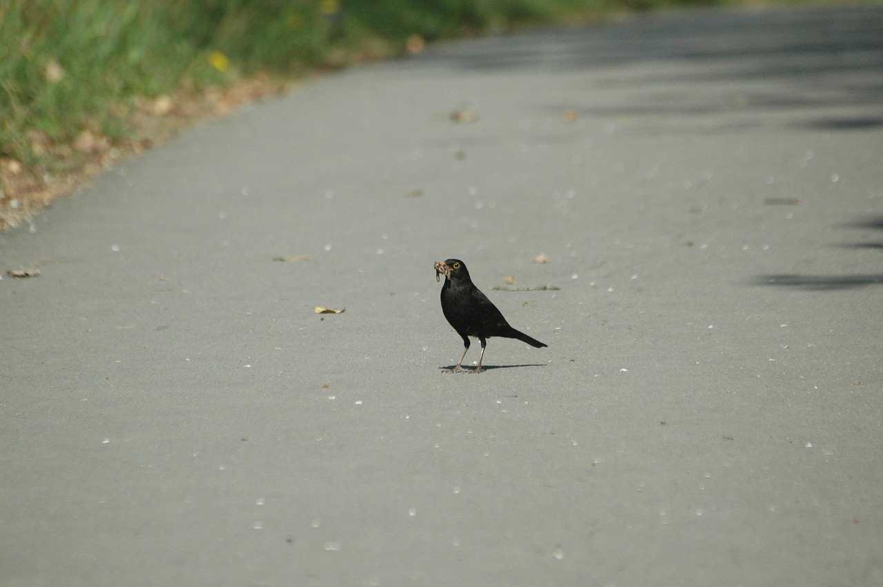 blackbird worm eat free photo