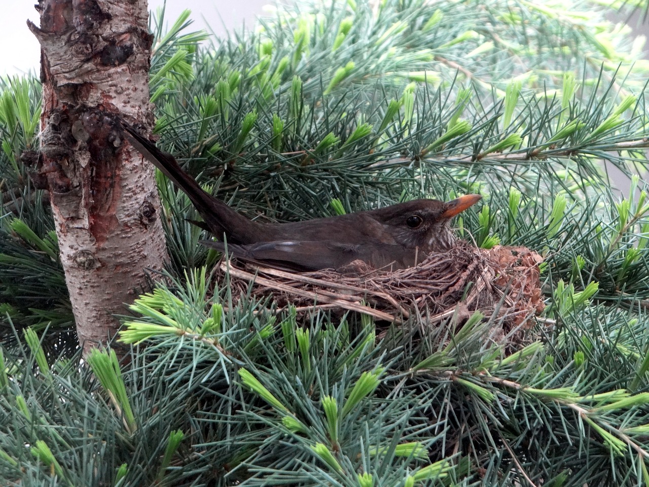 blackbird breed nest free photo