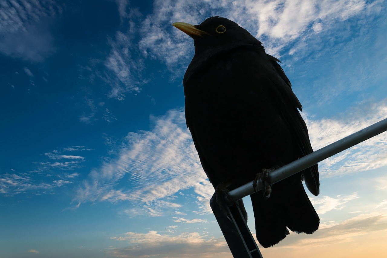 blackbird bird nature free photo