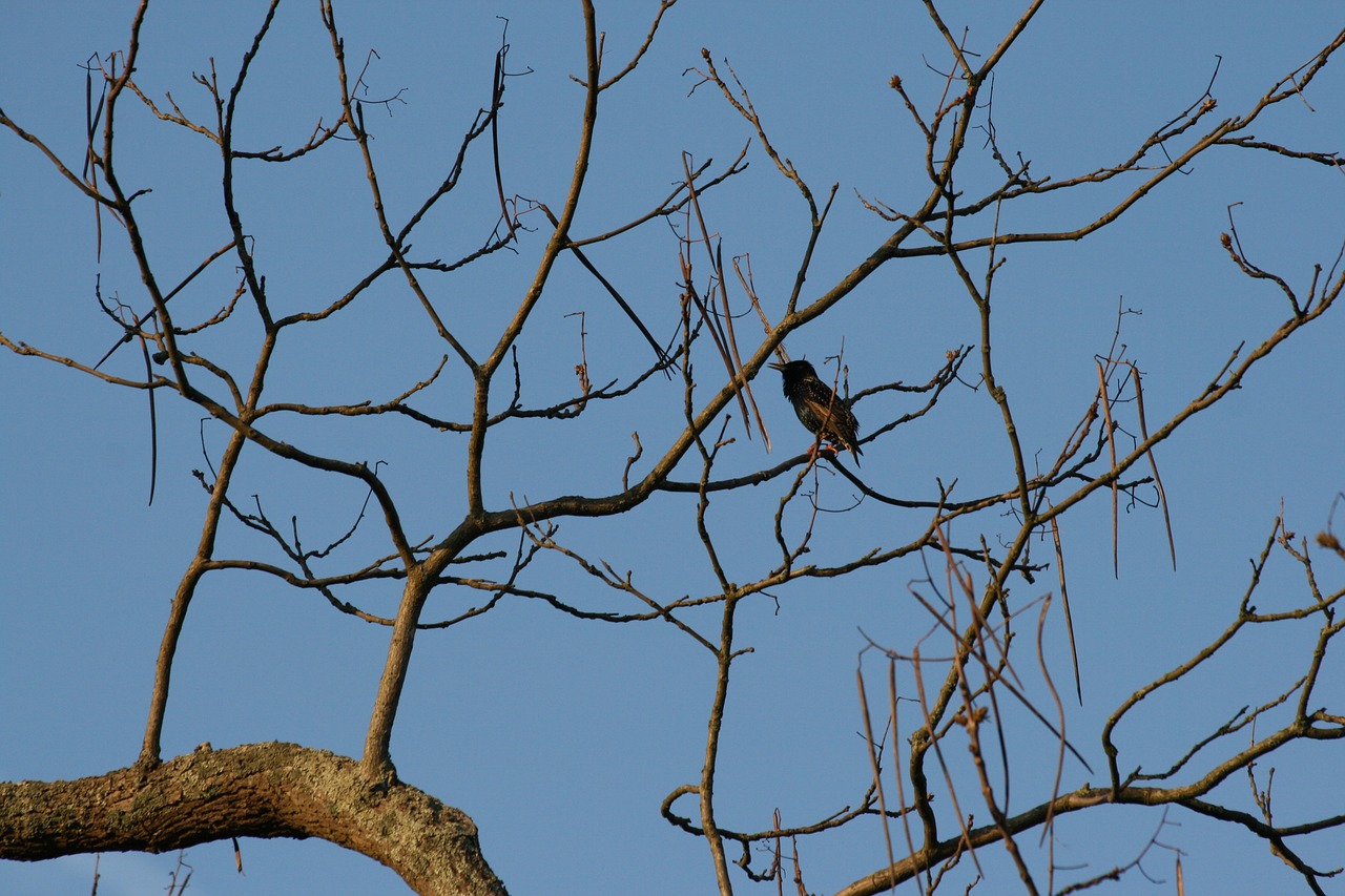 blackbird tree spring free photo