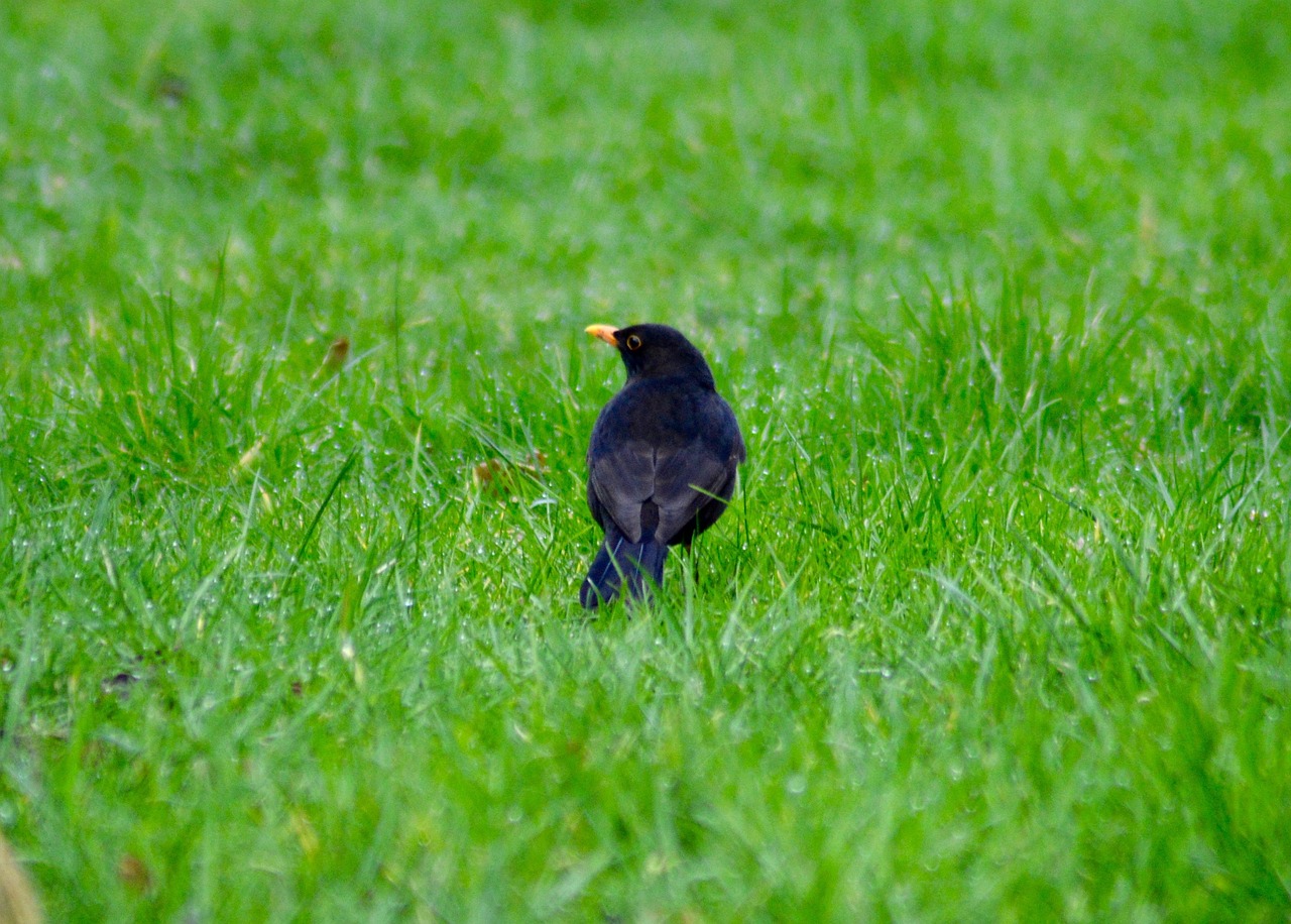 blackbird uk grass free photo
